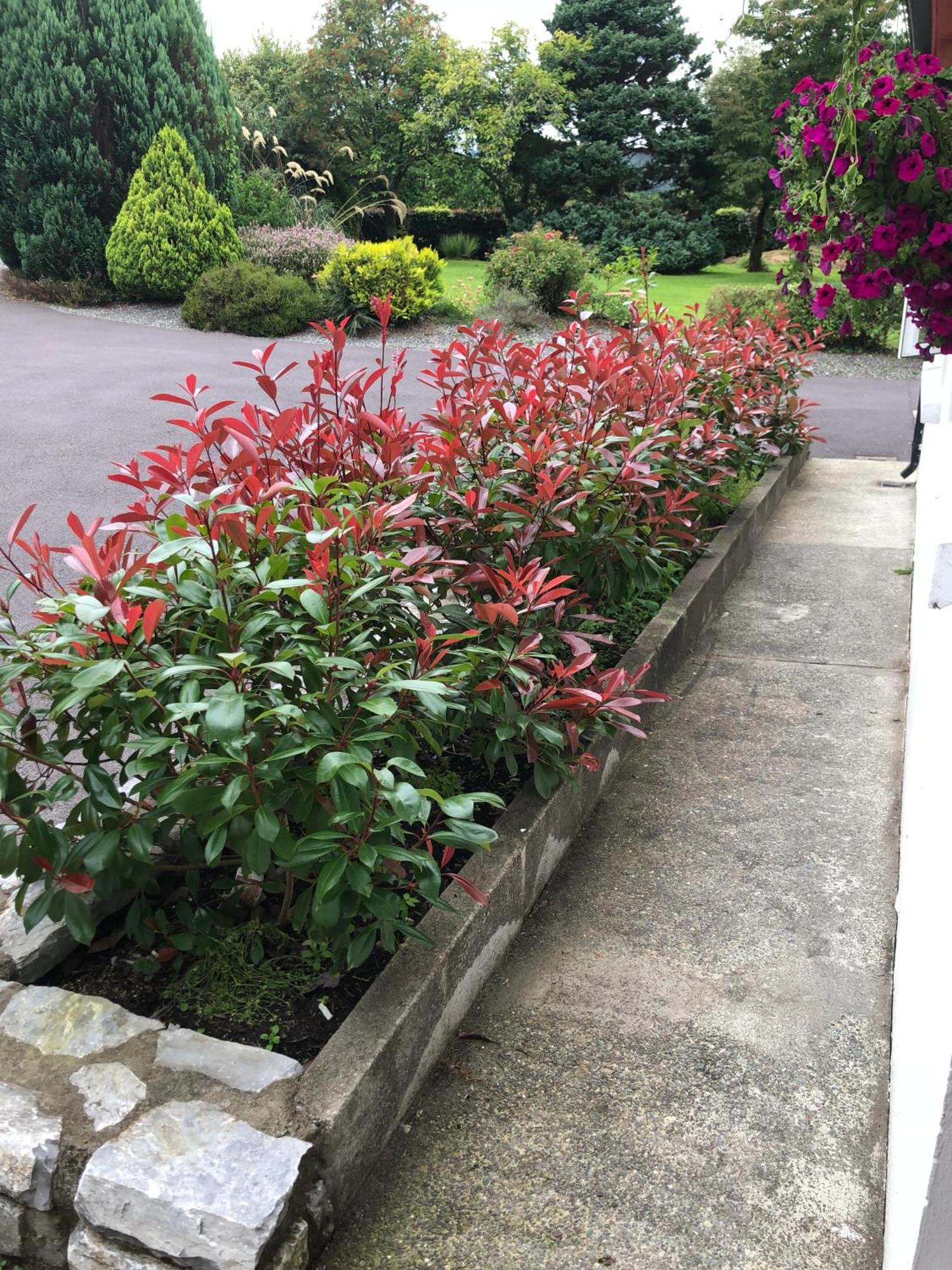 An Bruachan B&B Kenmare Exterior foto