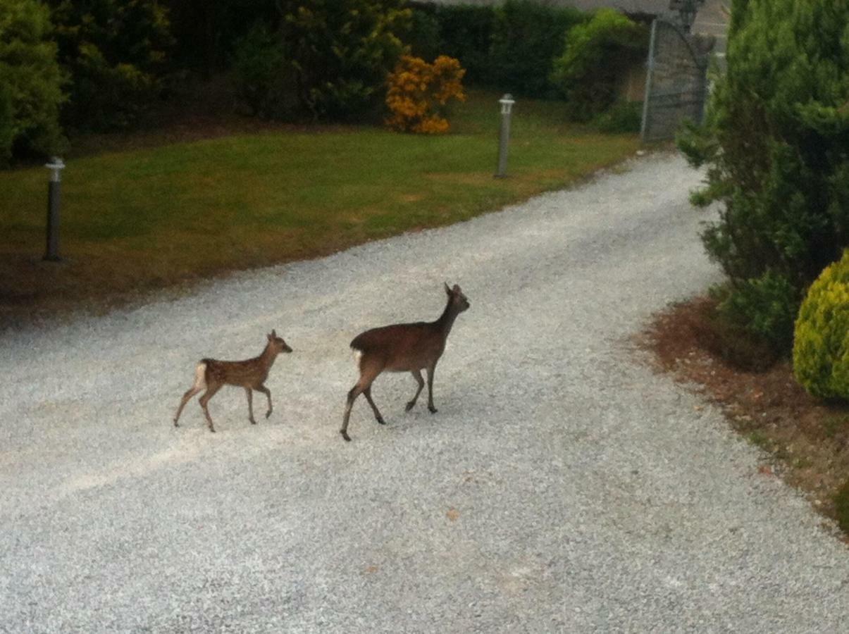 An Bruachan B&B Kenmare Exterior foto